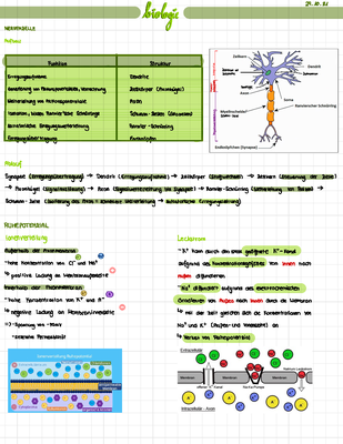 Das Nervensystem (Biologie) - Knowunity
