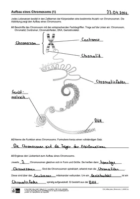 Aufbau eines Chromosom (Biologie) - Knowunity